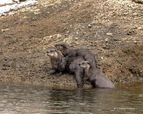 are there otters in pennsylvania.